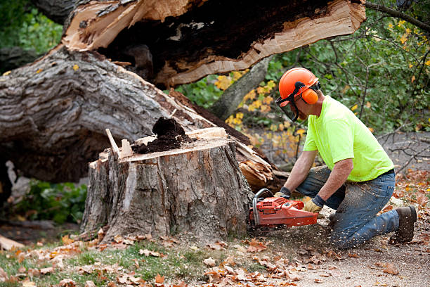 Trusted North Utica, IL Tree Removal Experts